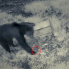 VIDEO. Doi șoricei temerari sperie un urs curios la Putna! „Palpitații serioase”