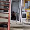 VIDEO. O familie din Bușteni surprinsă când o ursoaică cu pui intră în casă: „A deschis frigiderul și a mâncat o cașcavea”