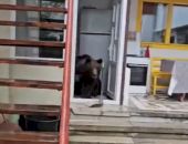 VIDEO. O familie din Bușteni surprinsă când o ursoaică cu pui intră în casă: „A deschis frigiderul și a mâncat o cașcavea”