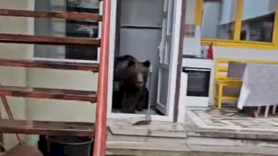 VIDEO. O familie din Bușteni surprinsă când o ursoaică cu pui intră în casă: „A deschis frigiderul și a mâncat o cașcavea”