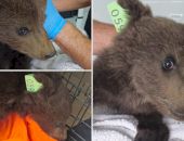 Un pui de urs rătăcit a fost salvat de pe Tâmpa! Starea lui e alarmantă