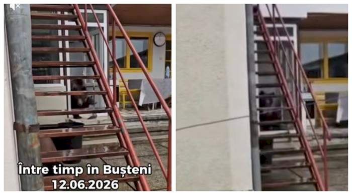 Imagini de groază: Un urs a pătruns în casa unei familii din Bușteni!