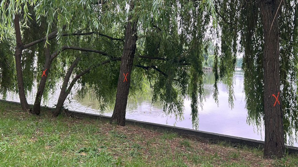 De ce Primăria Capitalei a marcat copacii de pe malul Lacului Herăstrău cu X și 0